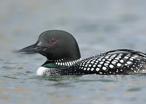 Common Loon/Great Northern Diver Gavia immer