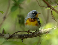 Northern Parula