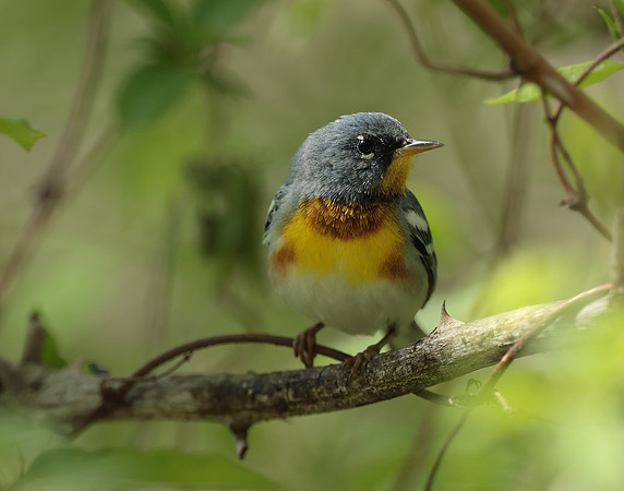 Northern Parula