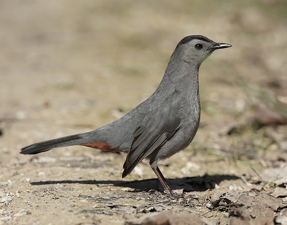 Gray Catbird Dumetella carolinensis