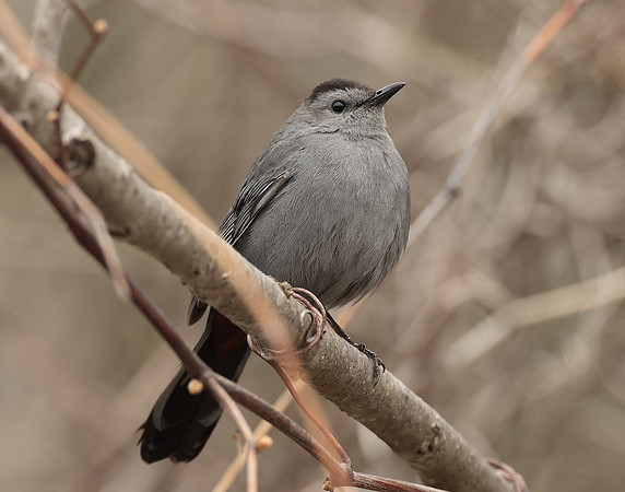 Gray Catbird Dumetella carolinensis