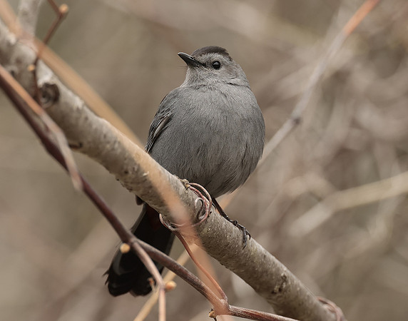 Gray Catbird Dumetella carolinensis