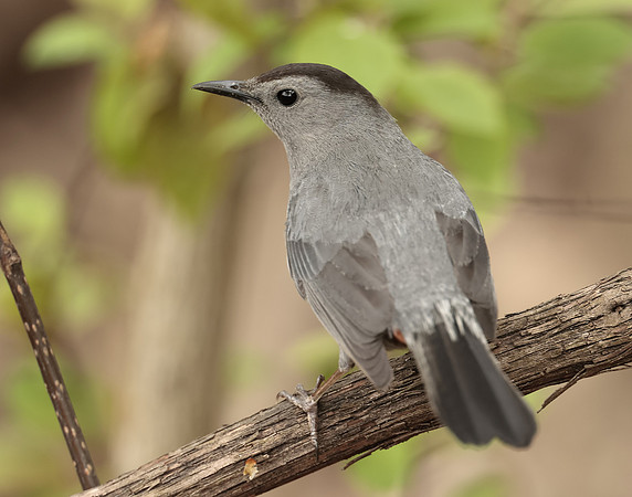 Gray Catbird Dumetella carolinensis