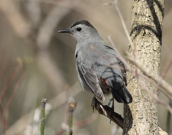 Gray Catbird Dumetella carolinensis