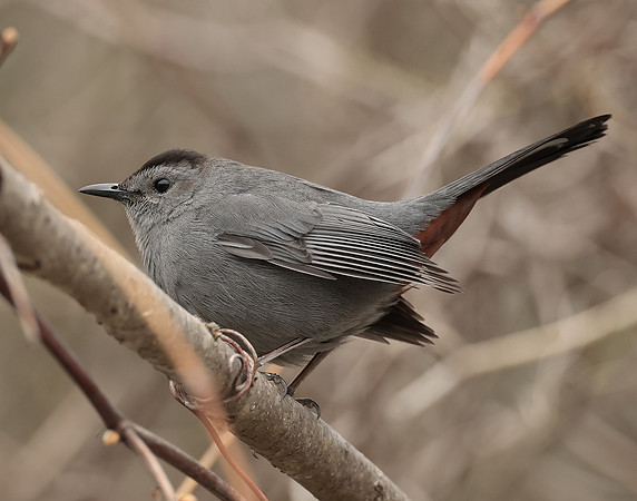 Gray Catbird Dumetella carolinensis