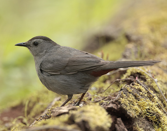 Gray Catbird Dumetella carolinensis