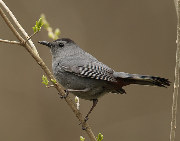 Gray Catbird Dumetella carolinensis