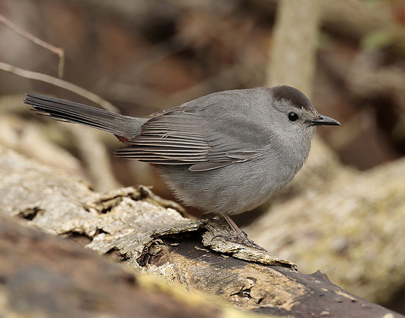 Gray Catbird Dumetella carolinensis