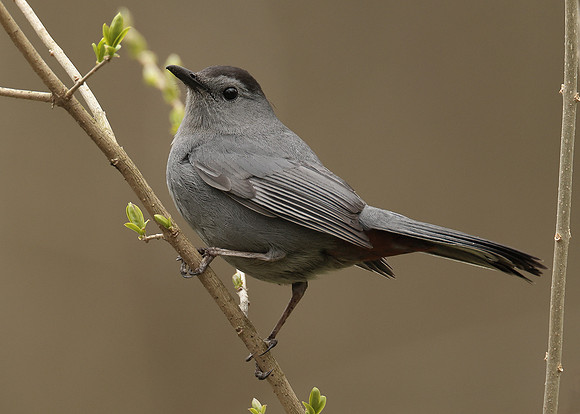 Gray Catbird Dumetella carolinensis