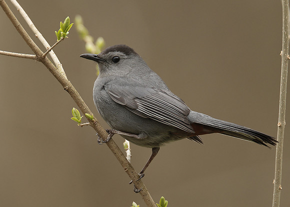 Gray Catbird Dumetella carolinensis