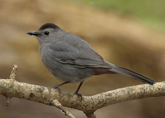 Gray Catbird Dumetella carolinensis