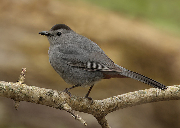 Gray Catbird Dumetella carolinensis