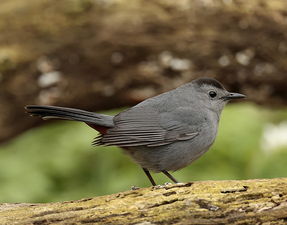 Gray Catbird Dumetella carolinensis