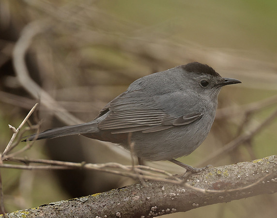Gray Catbird Dumetella carolinensis