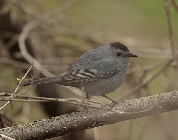 Gray Catbird Dumetella carolinensis