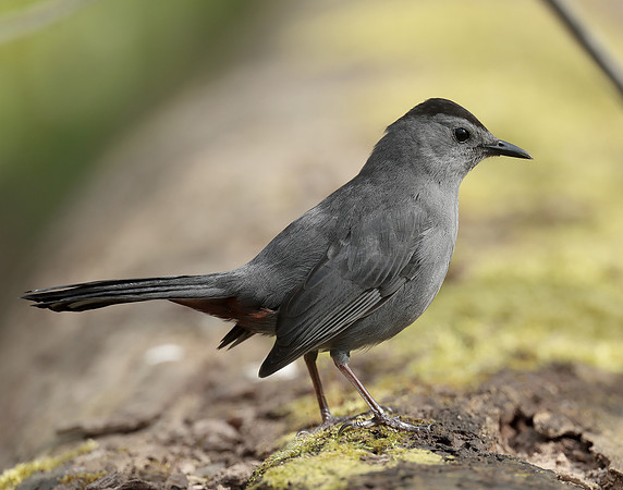 Gray Catbird Dumetella carolinensis