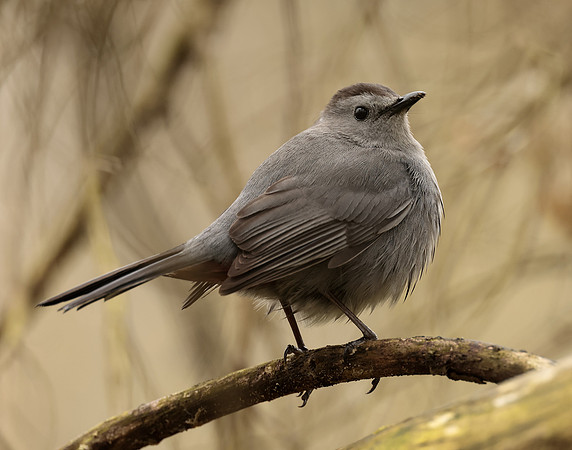 Gray Catbird Dumetella carolinensis