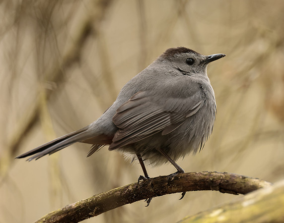 Gray Catbird Dumetella carolinensis