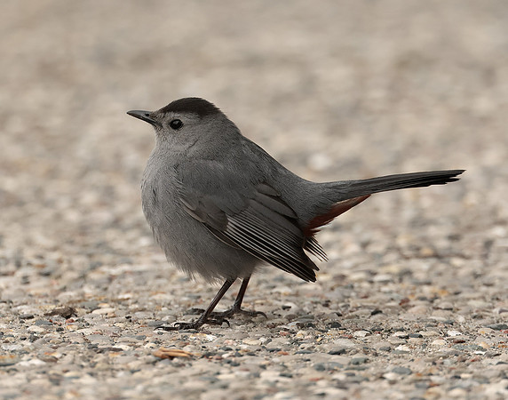 Gray Catbird Dumetella carolinensis