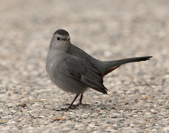 Gray Catbird Dumetella carolinensis