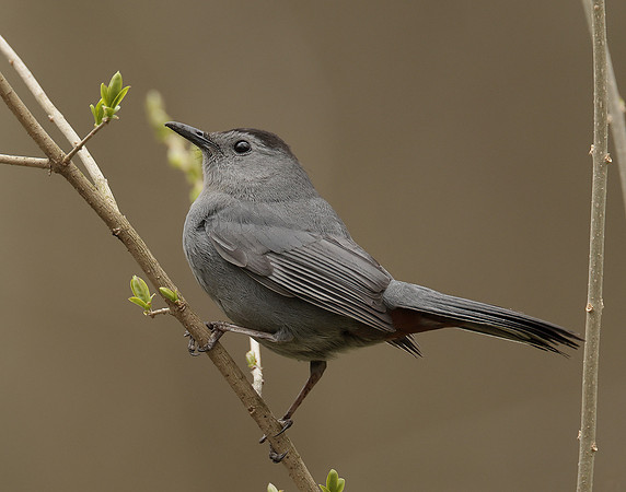 Gray Catbird Dumetella carolinensis