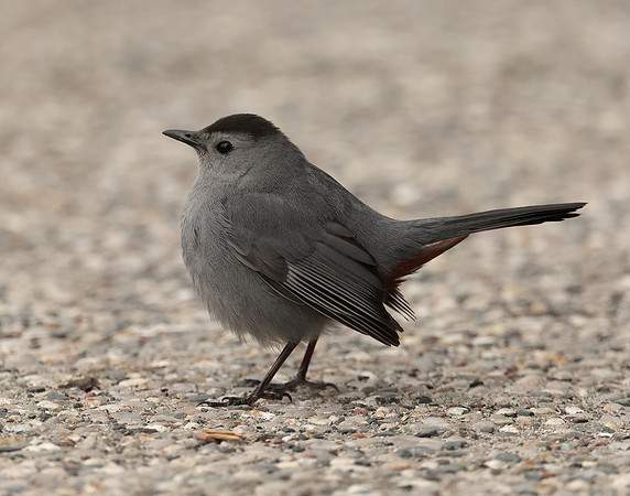 Gray Catbird Dumetella carolinensis