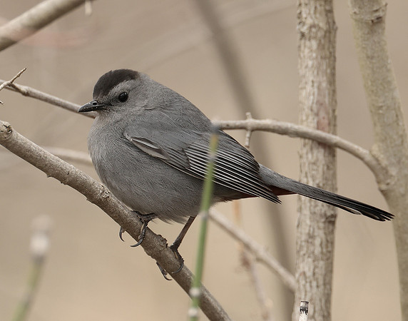 Gray Catbird Dumetella carolinensis