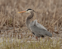 Great Blue Heron Ardea herodias