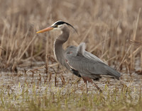 Great Blue Heron Ardea herodias