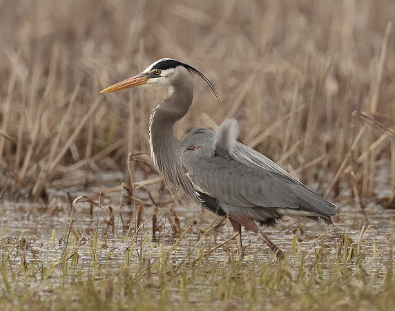 Great Blue Heron Ardea herodias