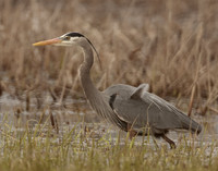 Great Blue Heron Ardea herodias