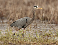 Great Blue Heron Ardea herodias