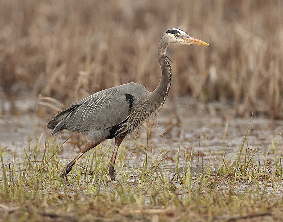 Great Blue Heron Ardea herodias