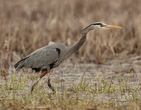 Great Blue Heron Ardea herodias
