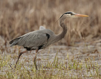 Great Blue Heron Ardea herodias