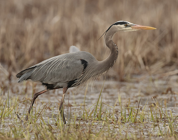 Great Blue Heron Ardea herodias