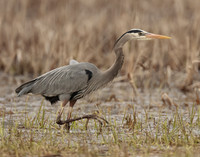 Great Blue Heron Ardea herodias