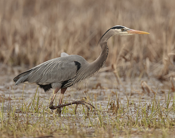 Great Blue Heron Ardea herodias