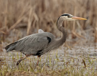 Great Blue Heron Ardea herodias