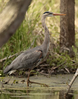 Great Blue Heron Ardea herodias