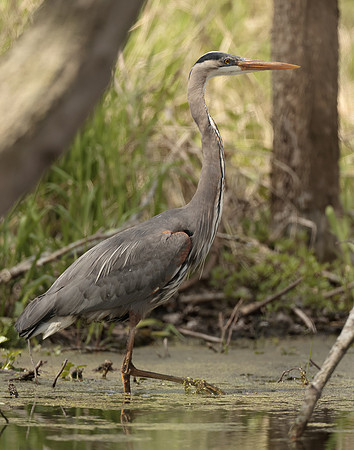 Great Blue Heron Ardea herodias