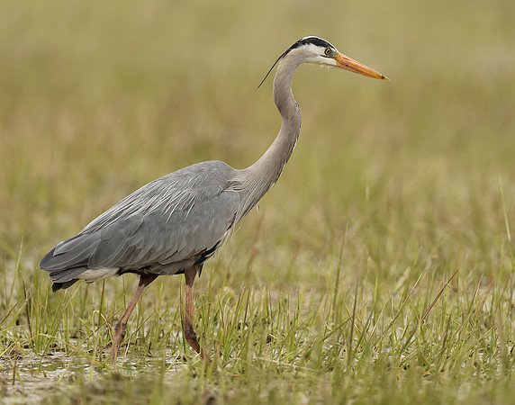 Great Blue Heron Ardea herodias