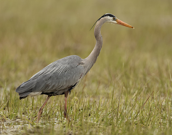Great Blue Heron Ardea herodias