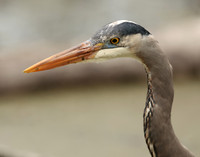 Great Blue Heron Ardea herodias