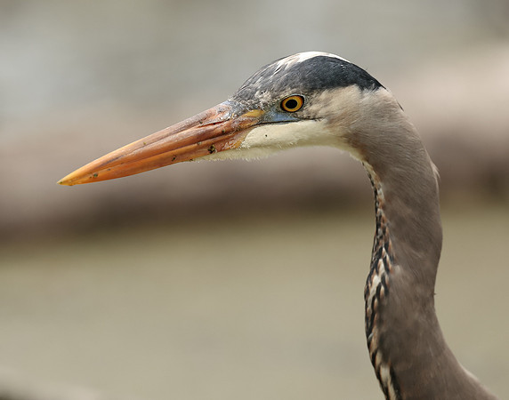 Great Blue Heron Ardea herodias