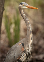 Great Blue Heron Ardea herodias