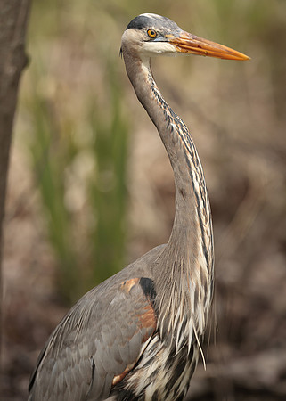 Great Blue Heron Ardea herodias