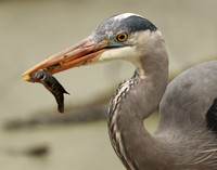 Great Blue Heron Ardea herodias
