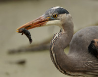 Great Blue Heron Ardea herodias
