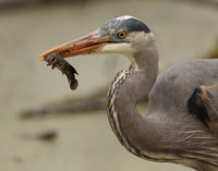 Great Blue Heron Ardea herodias